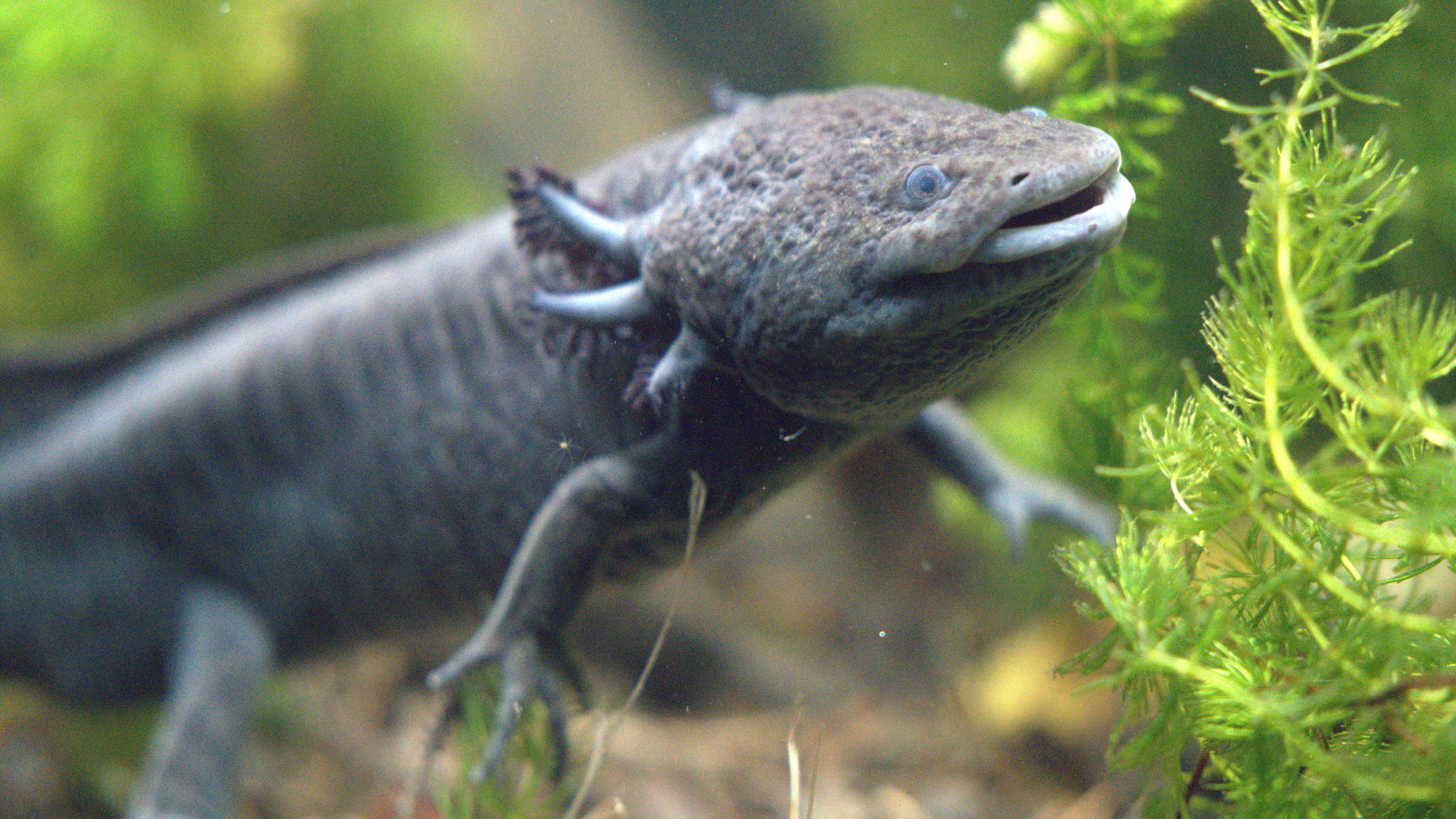 An axolotyl in the lab at Universidad Nacional Autoónomica de México